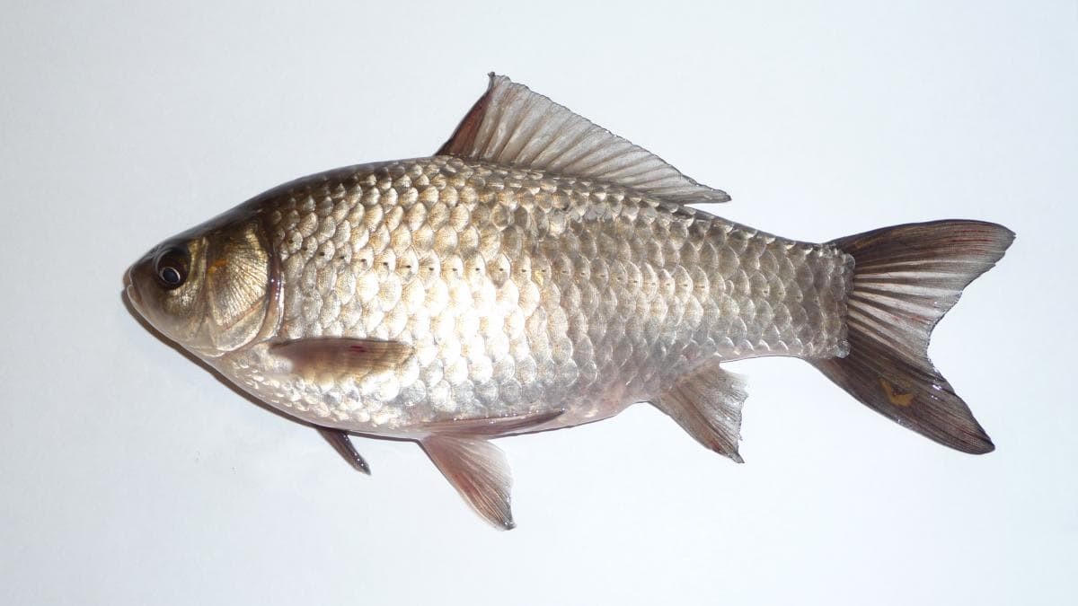 A prussian carp.