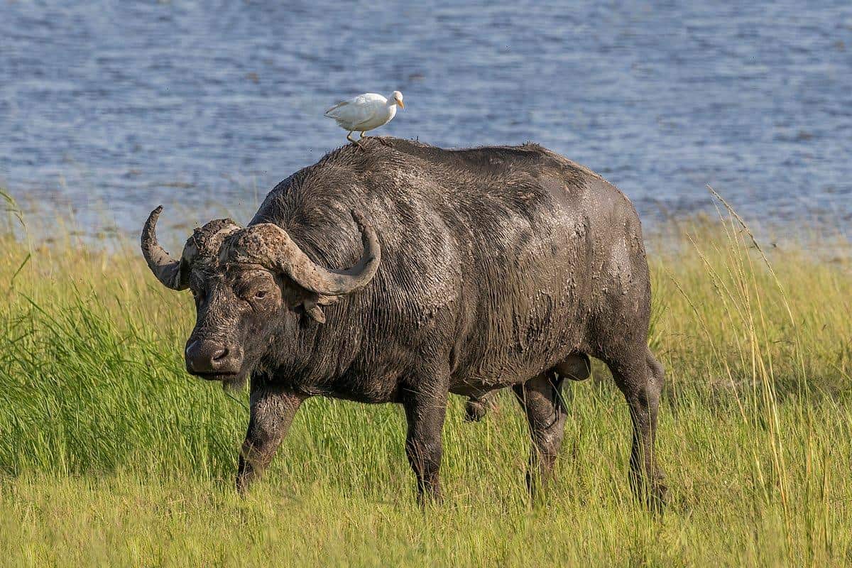 An African buffalo stands in a field with a bird perched on its back.