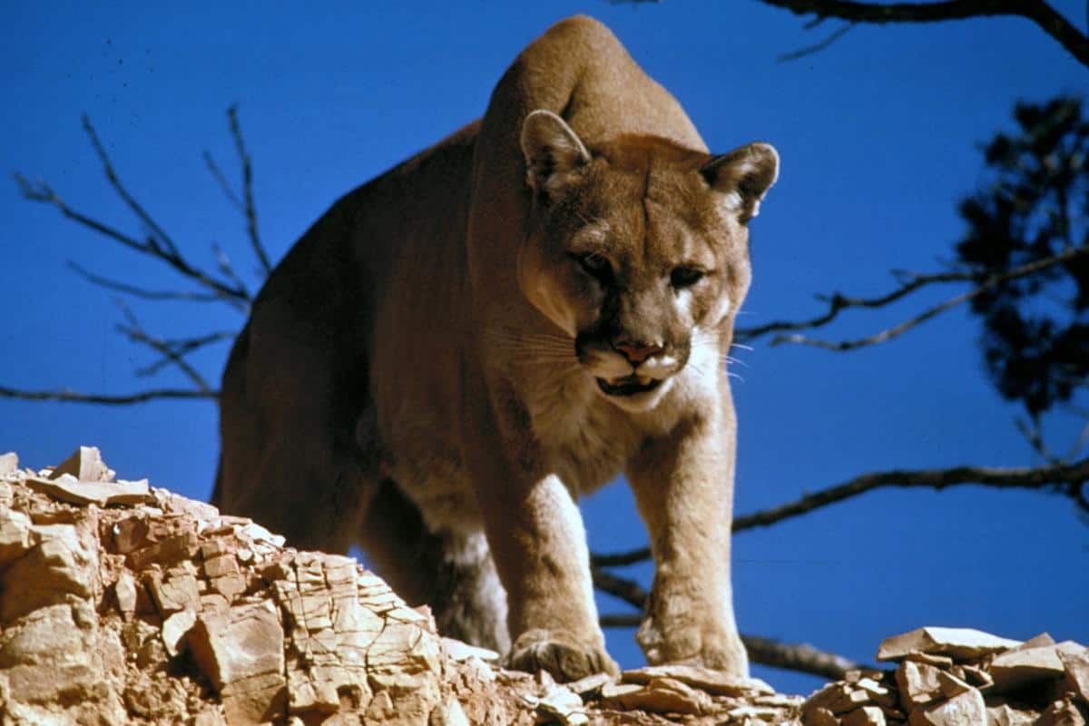 A cougar looking down while perched on a rocky ledge.