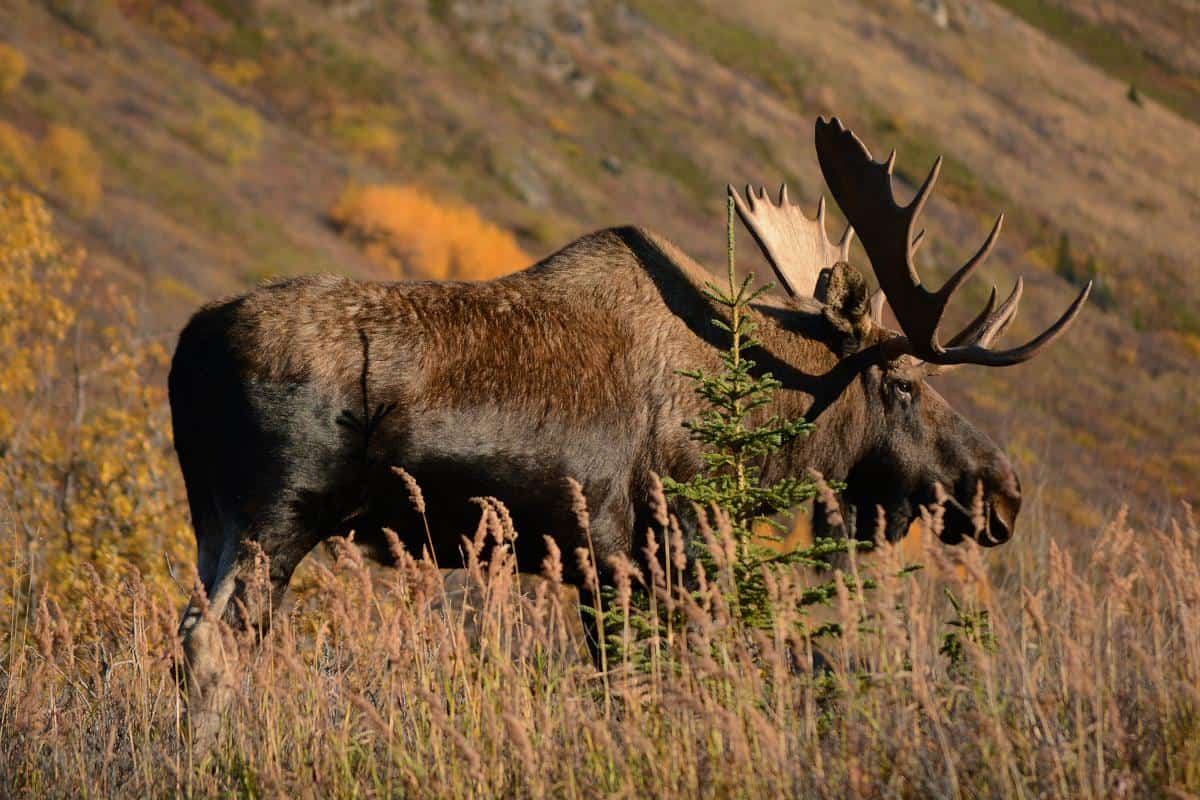 A bull moose stands in tall grass.