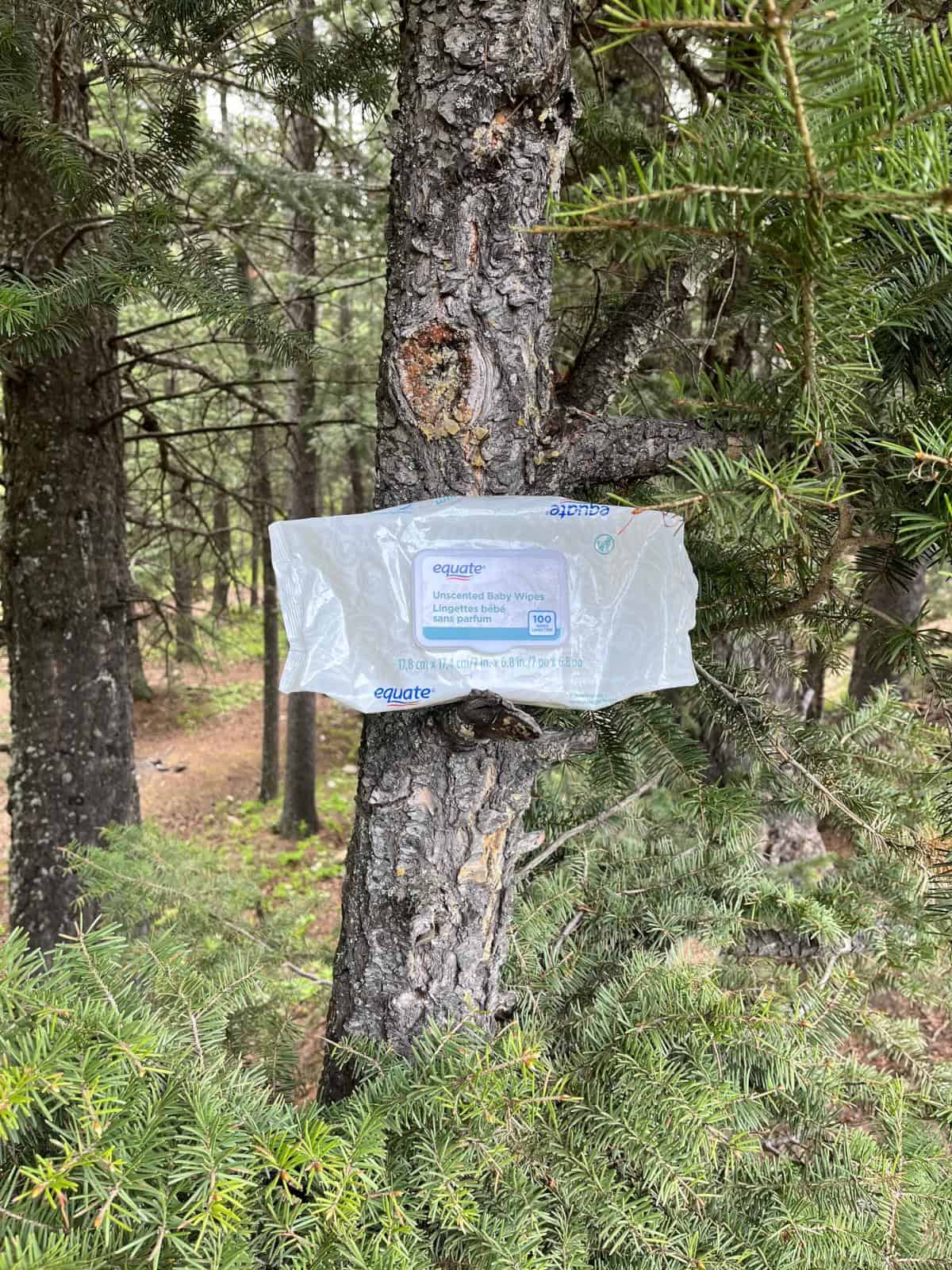 A package of baby wipes balanced on a tree branch.