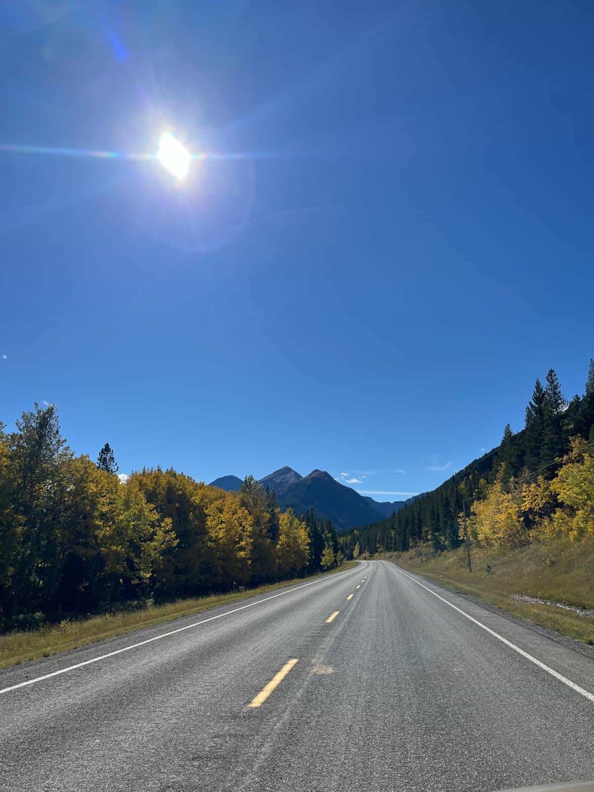 Autumn in the mountains. A road with conifers and yellow-leaved trees on both sides.