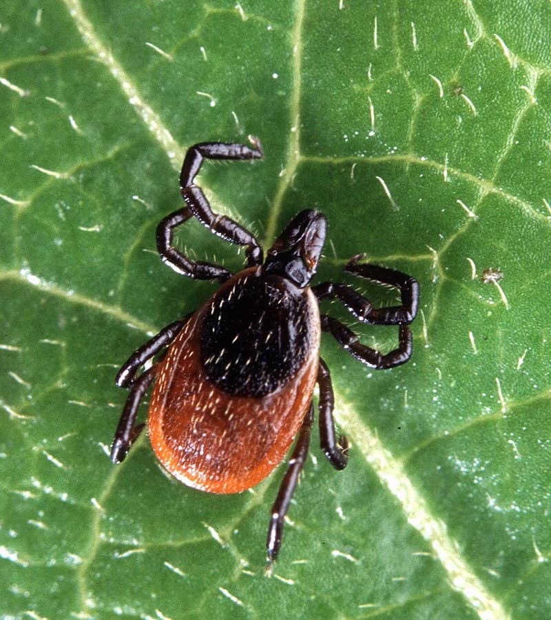 A deer tick on a leaf.