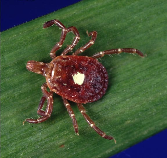 A magnified image of a lonestar tick.