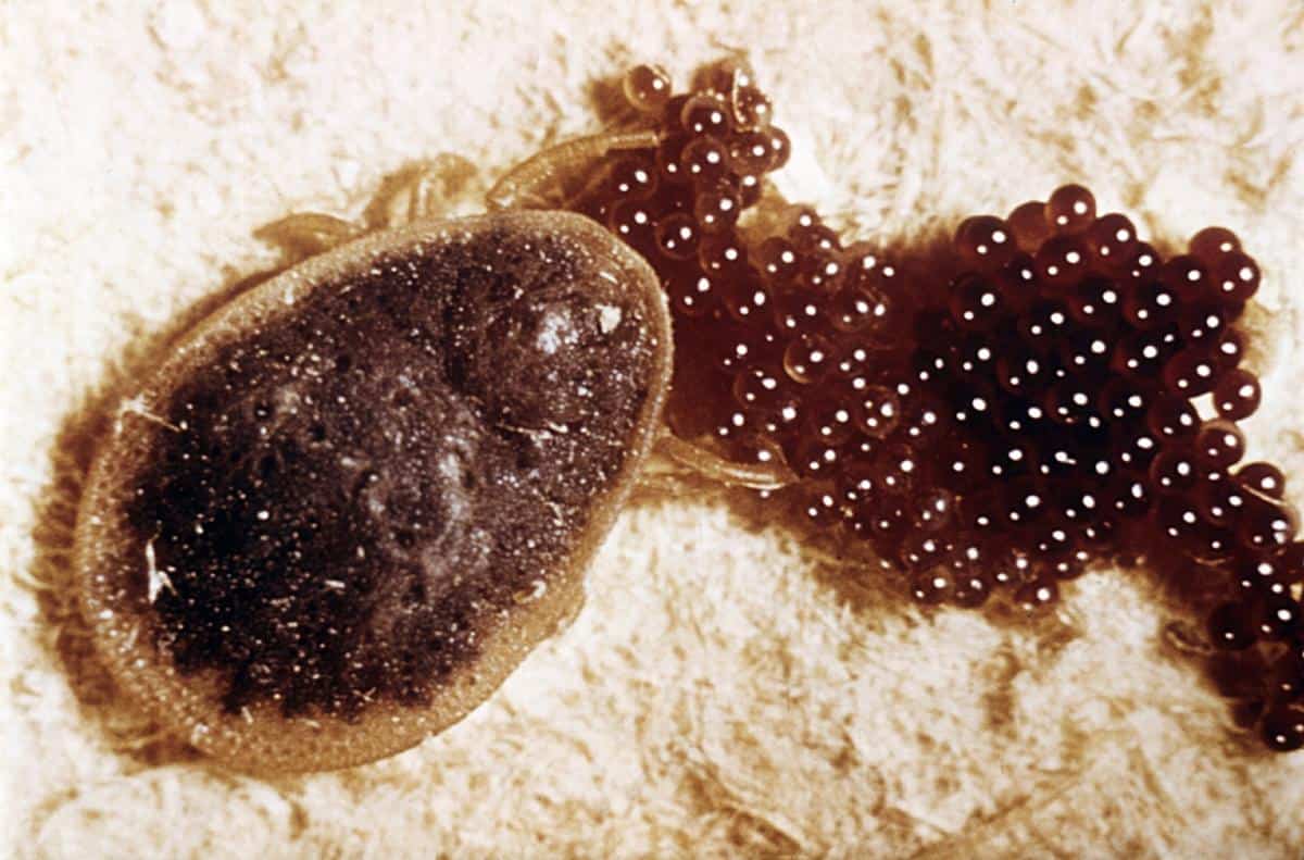 An argasid tick next to its eggs.