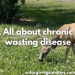 This is the title image. A deer eating clover. The words "all about chronic wasting disease" is overlaid on the image.