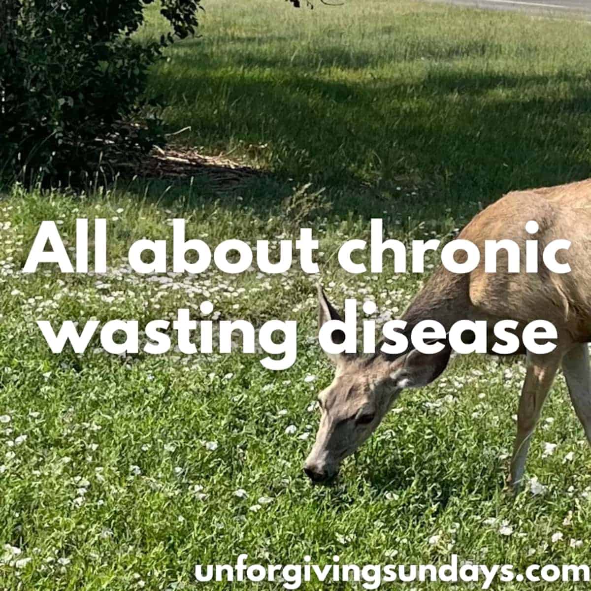 Attack of the zombie deer: all about chronic wasting disease