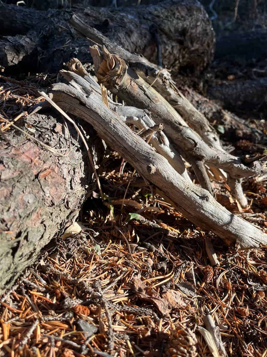 Firewood set up in a lean-to structure