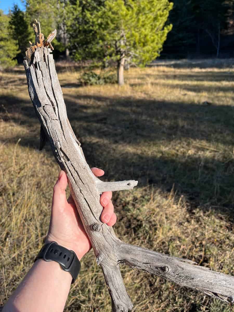 Holding a piece of firewood