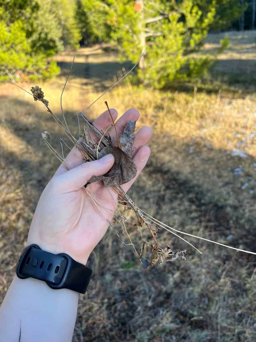 Holding a handful of tinder