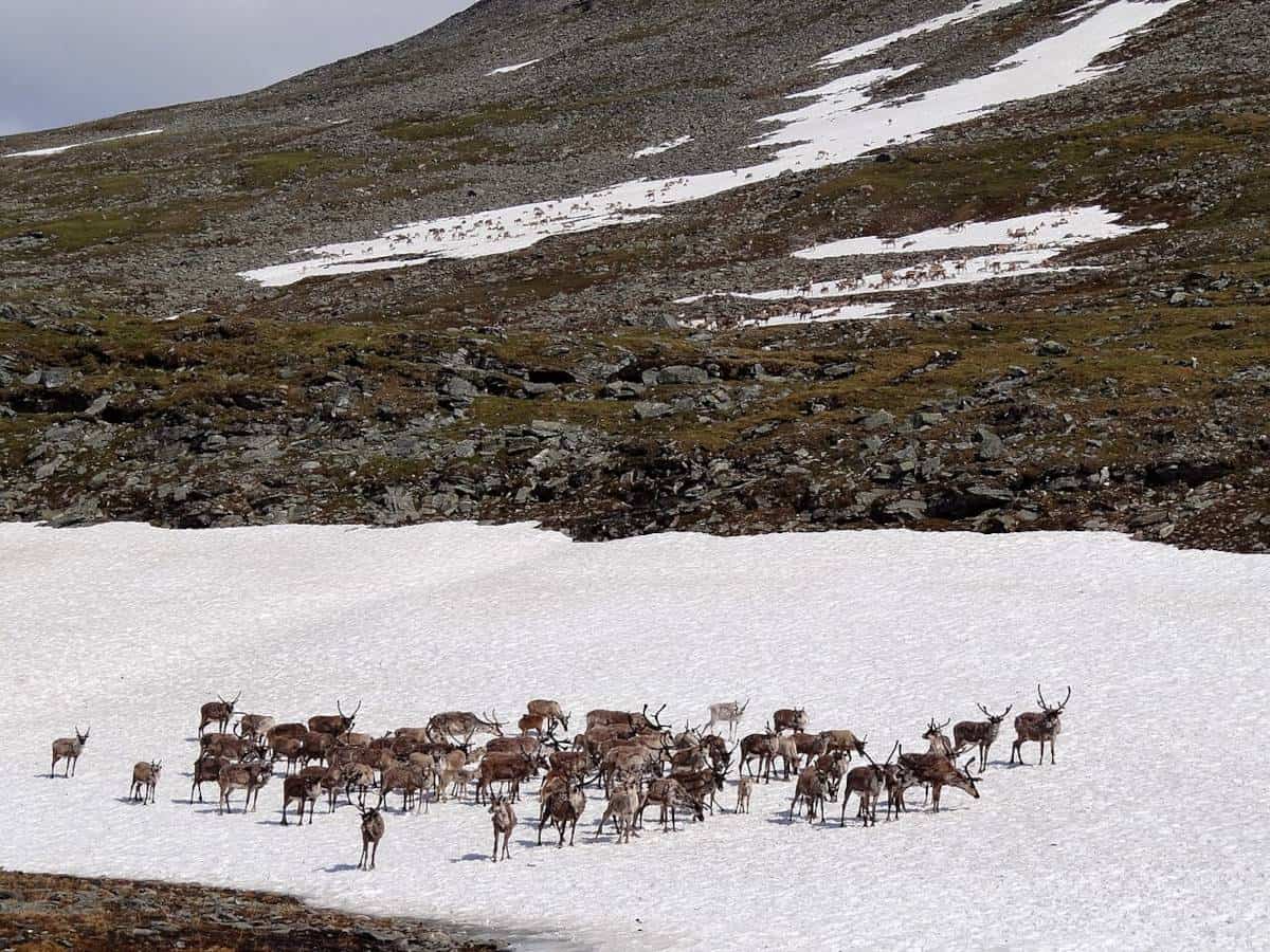 A herd of reindeer standing in the snow.