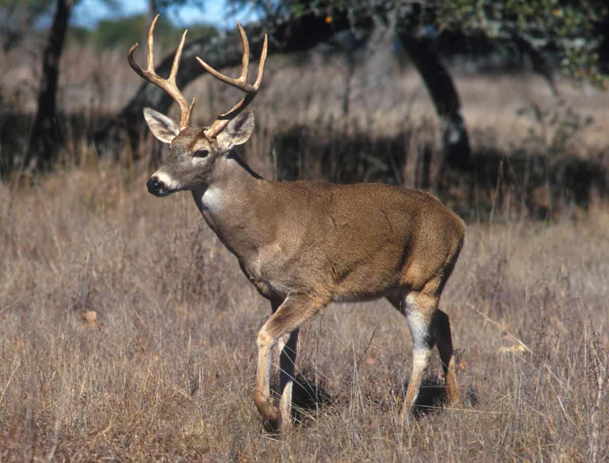 A buck in a field.