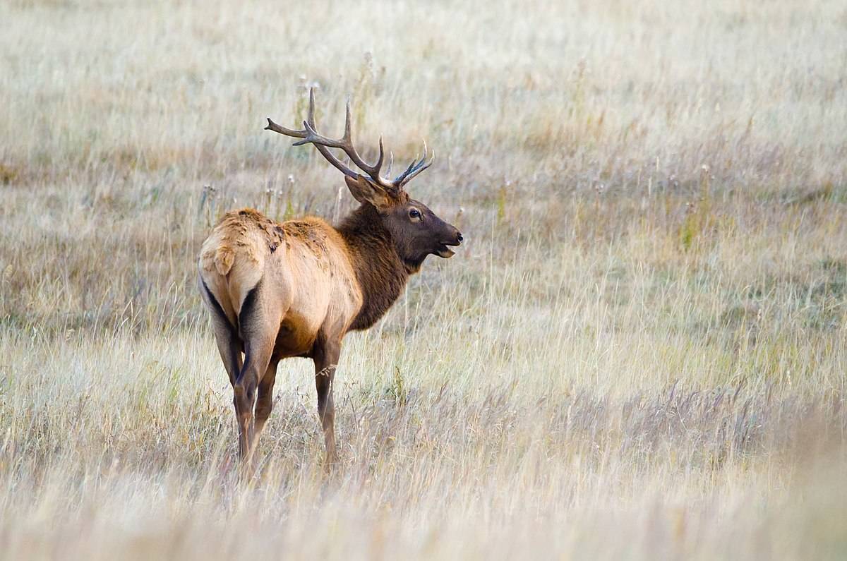 A bull elk in the fall.