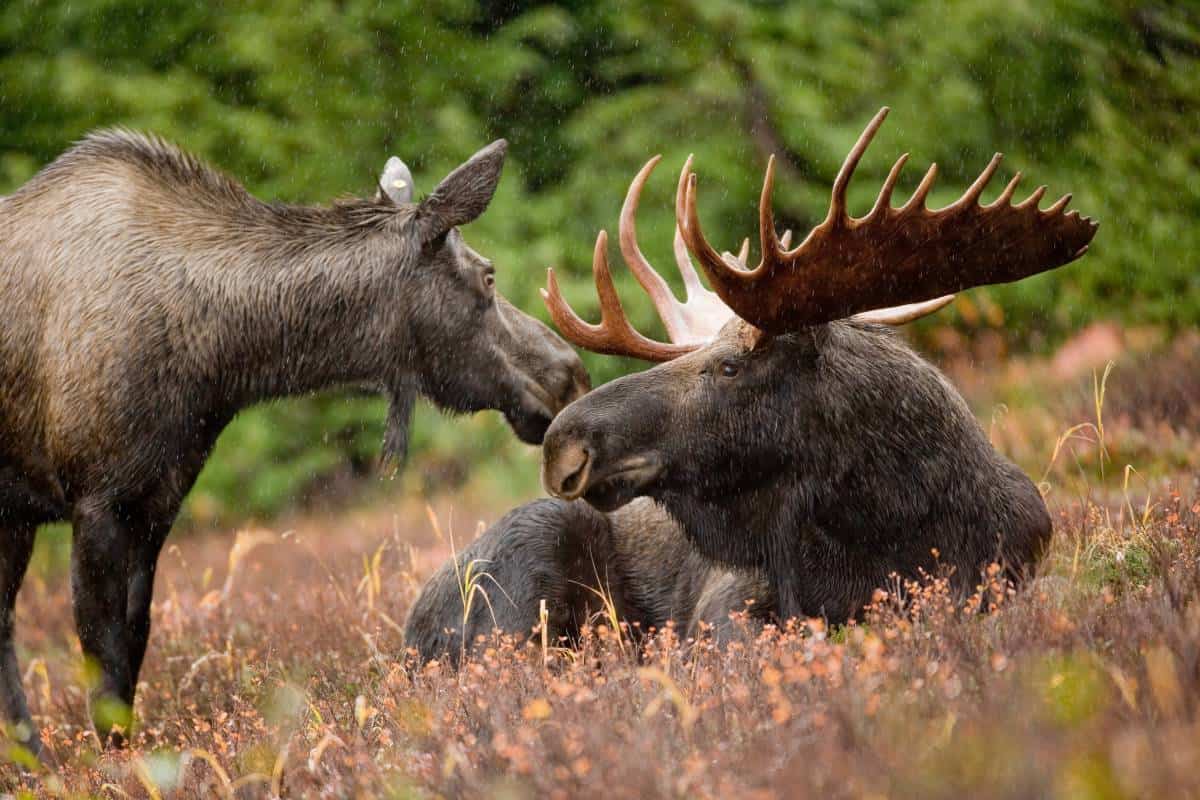 A cow moose approaching a bull moose as he lays in a field.