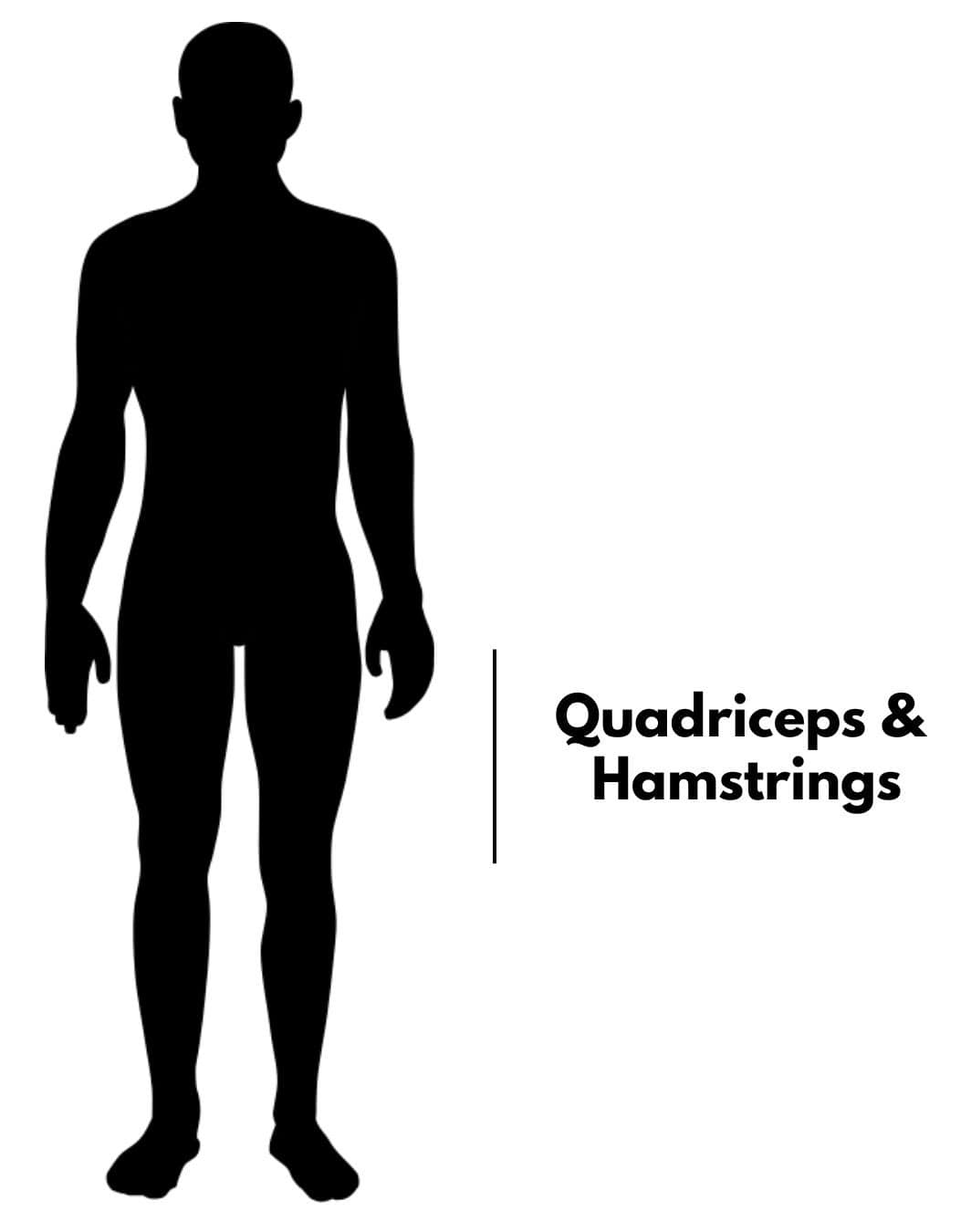 A silhouette of a man showing that the quadriceps and hamstrings are in the thigh area