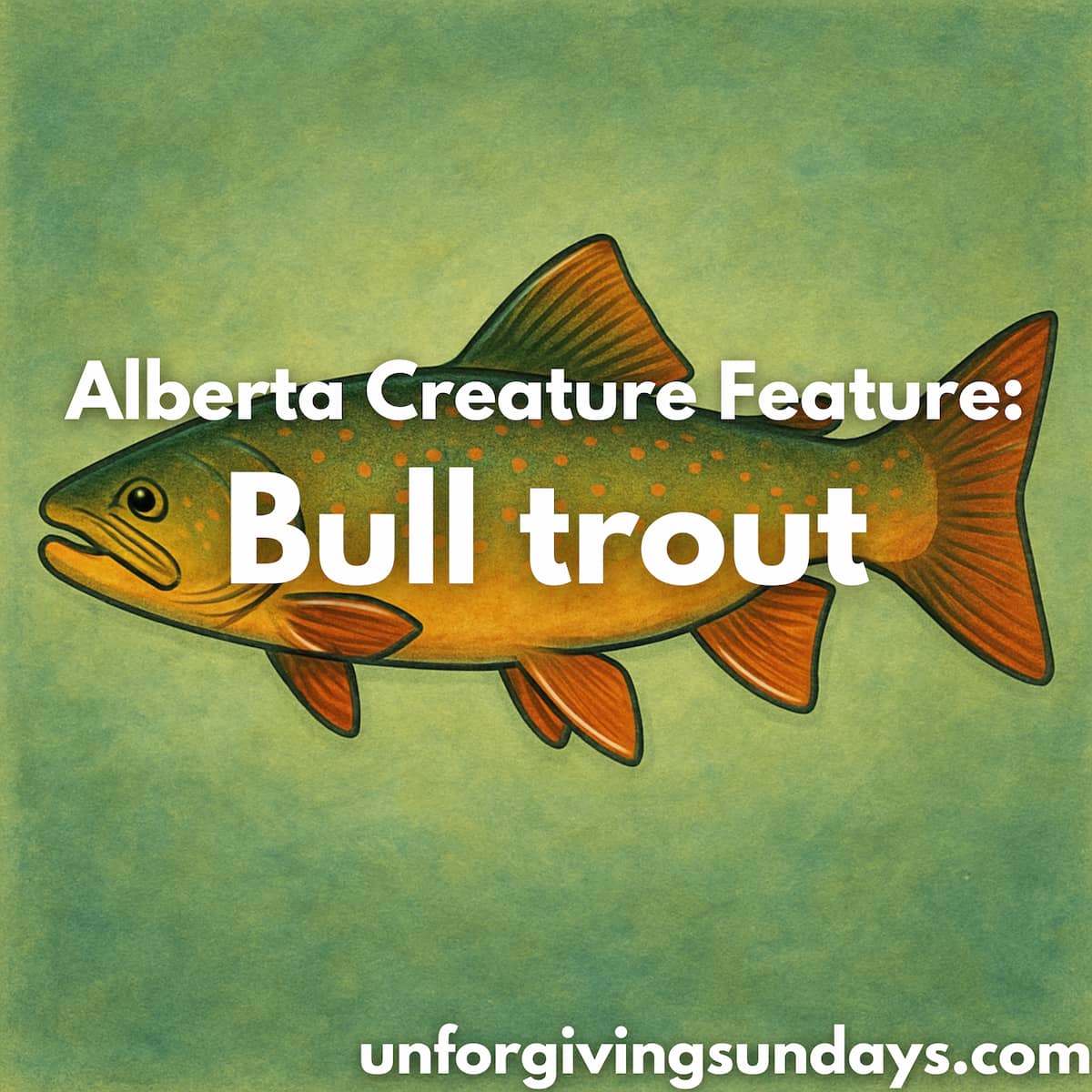 This is the title image. The text "Alberta Creature Feature: bull trout" is overlaid on an illustration of a bull trout.