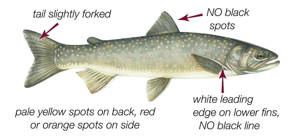 A diagram of a bull trout with identifying markings highlighted. An arrow points to a slightly-forked tail, a dorsal fin with no black spots, there are pale yellow spots on the back and red or orange spots on the side, and a white leading edge on the lower fins with no black line.