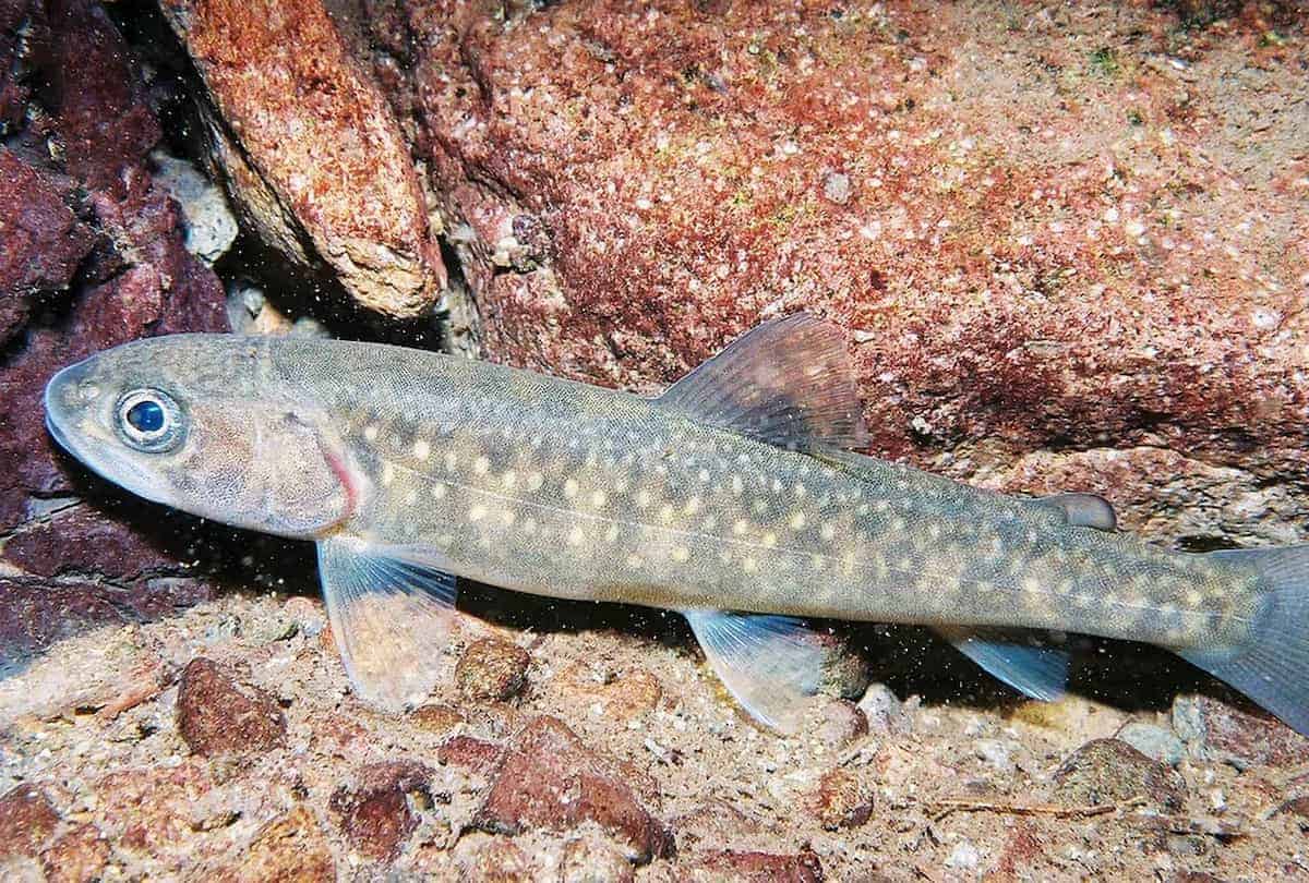 A juvenile bull trout resting on a rock.